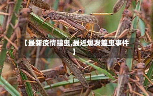 【最新疫情蝗虫,最近爆发蝗虫事件】