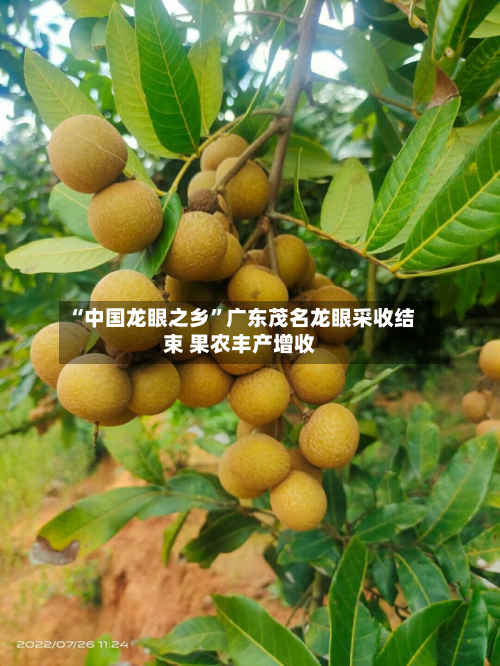 “中国龙眼之乡”广东茂名龙眼采收结束 果农丰产增收-第3张图片