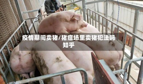疫情期间卖猪/猪瘟场里卖猪犯法吗知乎-第2张图片
