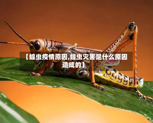 【蝗虫疫情原因,蝗虫灾害是什么原因造成的】-第2张图片